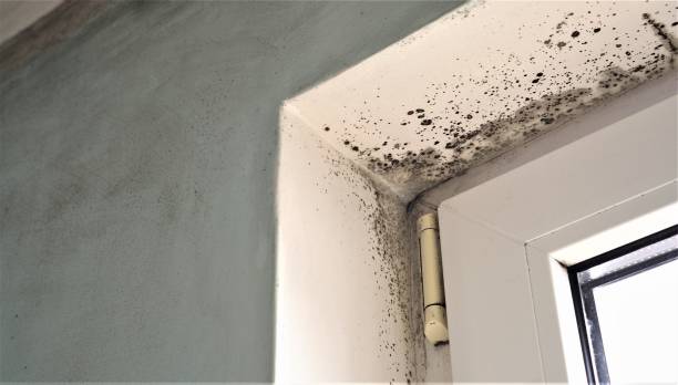 Best Mold-Related Health Consultation  in Plymouth, PA