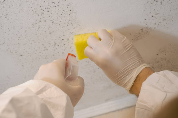 Best Commercial Mold Inspection  in Plymouth, PA