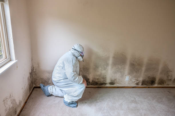 Best Industrial Mold Remediation  in Plymouth, PA